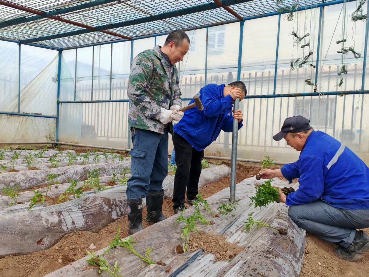 54BD6